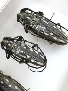 OSUCatOSU's tweet card. For many people, the memory of the whirlwind of college tours in high school is muddied, the details weathered away by time. For me, however, in 2019, before I had even been accepted to OSU, I book…