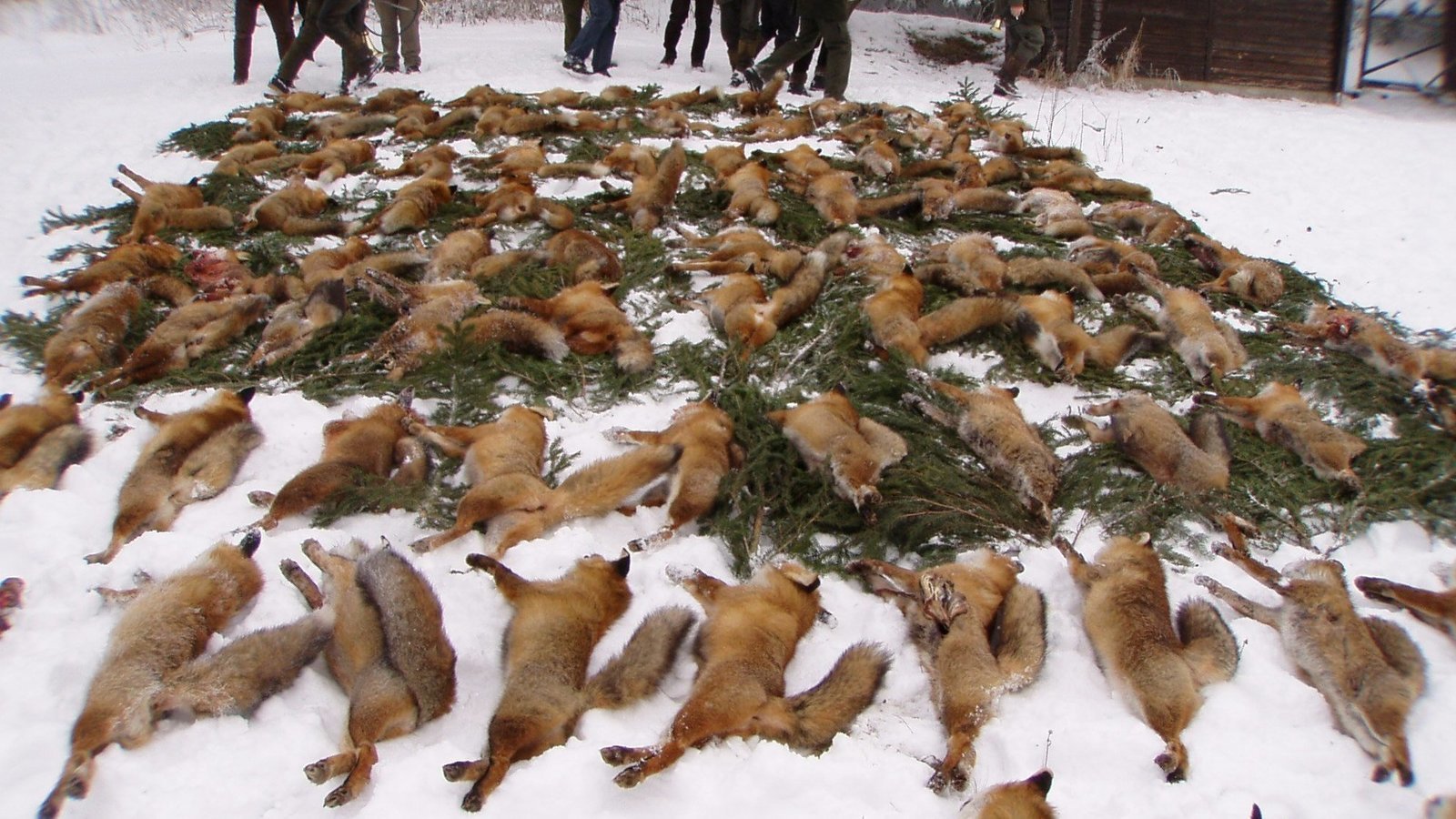 Bumbleb94803109's tweet card. Kahlgrund: Keine Jagd auf Fuchseltern – Schonzeit für Füchse