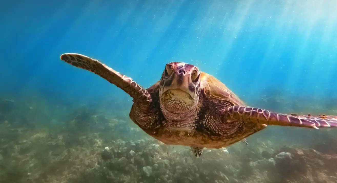 notiambientales's tweet card. El 40% de la megafauna marina está en alta vulnerabilidad. Conoce los impactos de la actividad humana en estas especies emblemáticas.