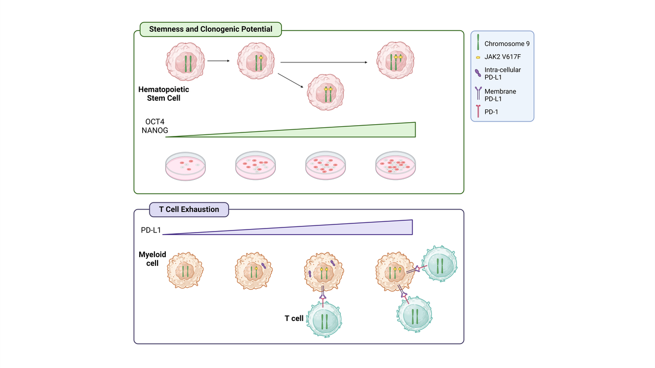 RM_Lab_'s tweet card. Chromosome 9p trisomy increases stem cells clonogenic potential and fosters T-cell exhaustion in...