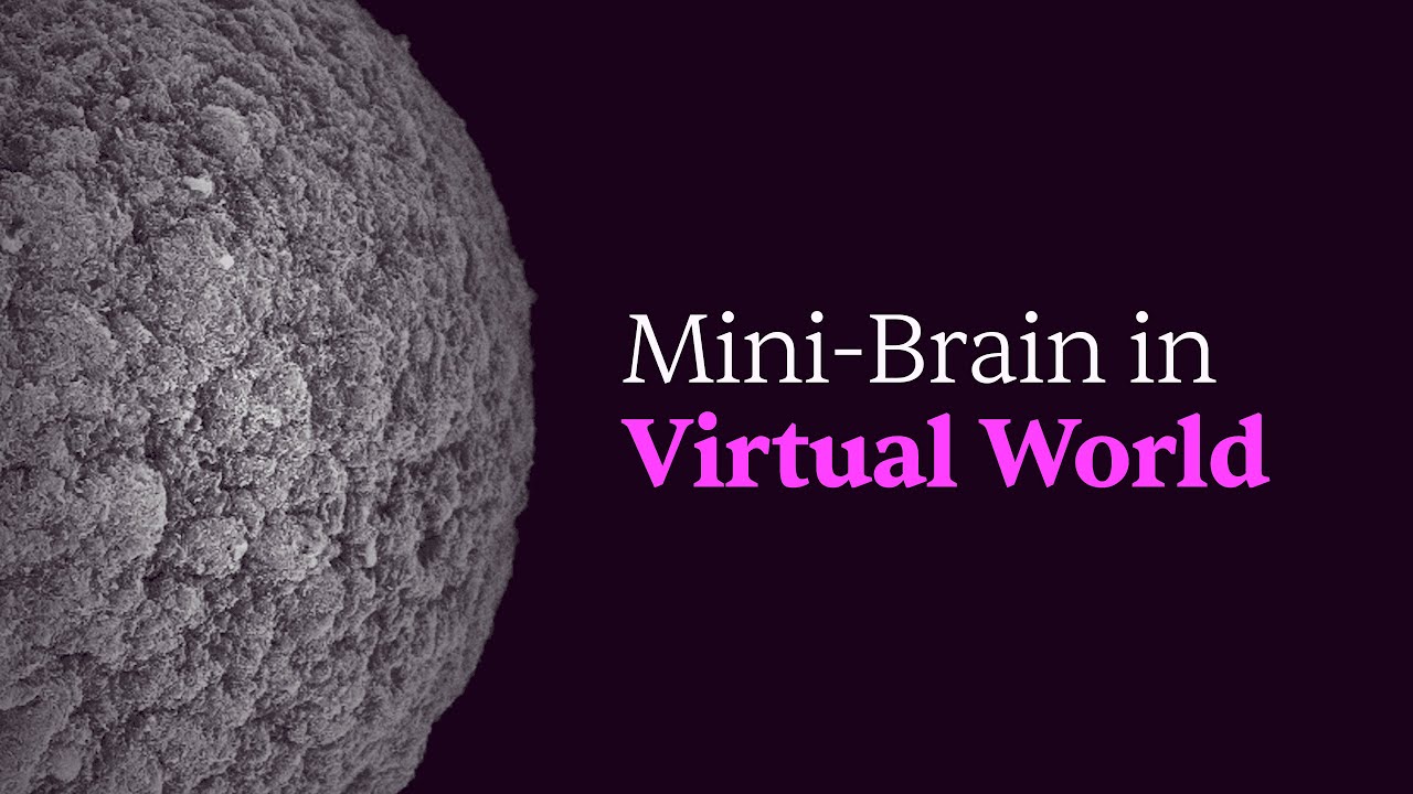 gadicc's tweet card. Lab-Grown Brains Living in a Virtual World