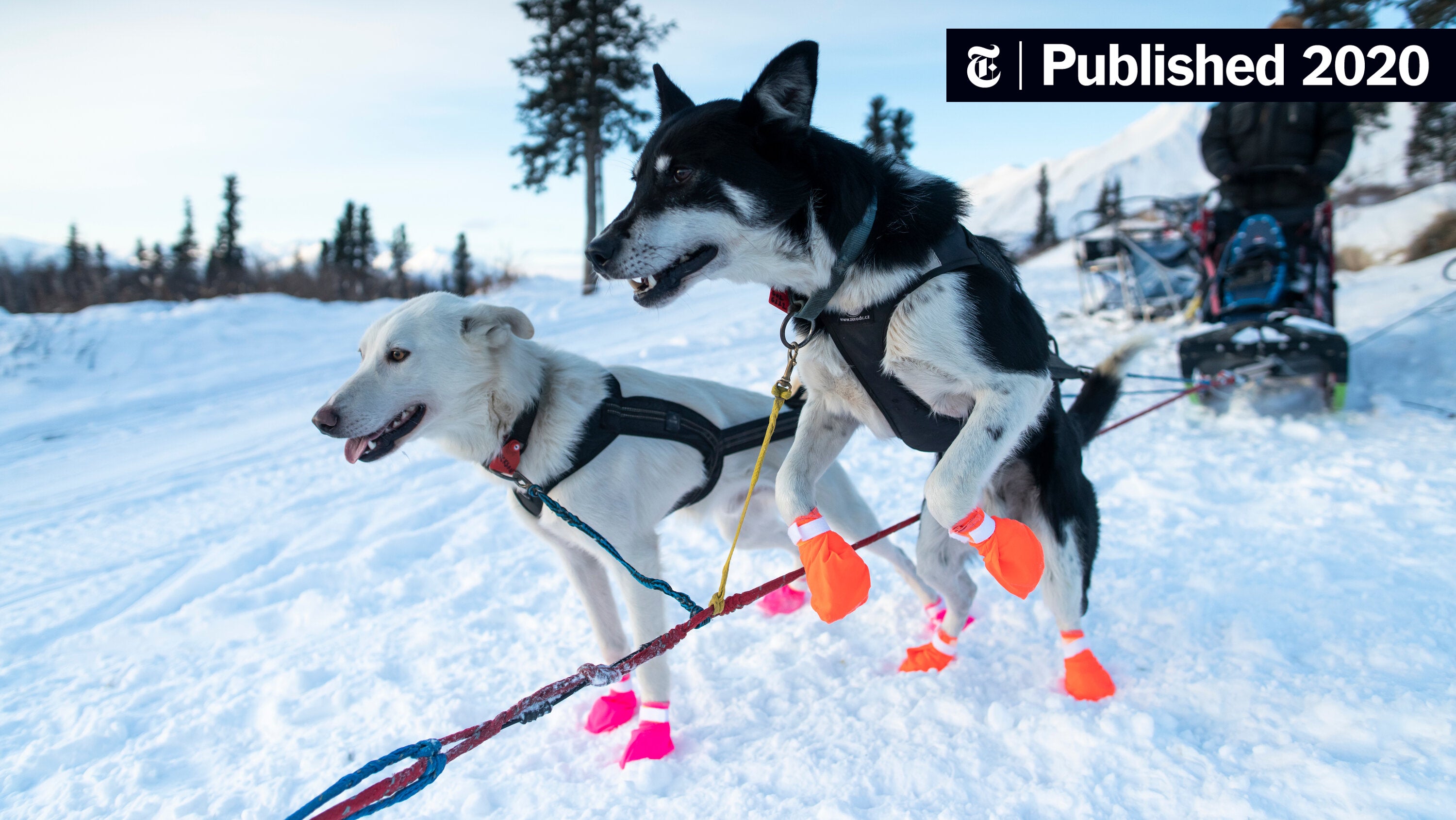 angeladuckw's tweet card. Working with them in the wilderness means negotiating countless shifting variables. Sounds a lot like the world we’re living in.