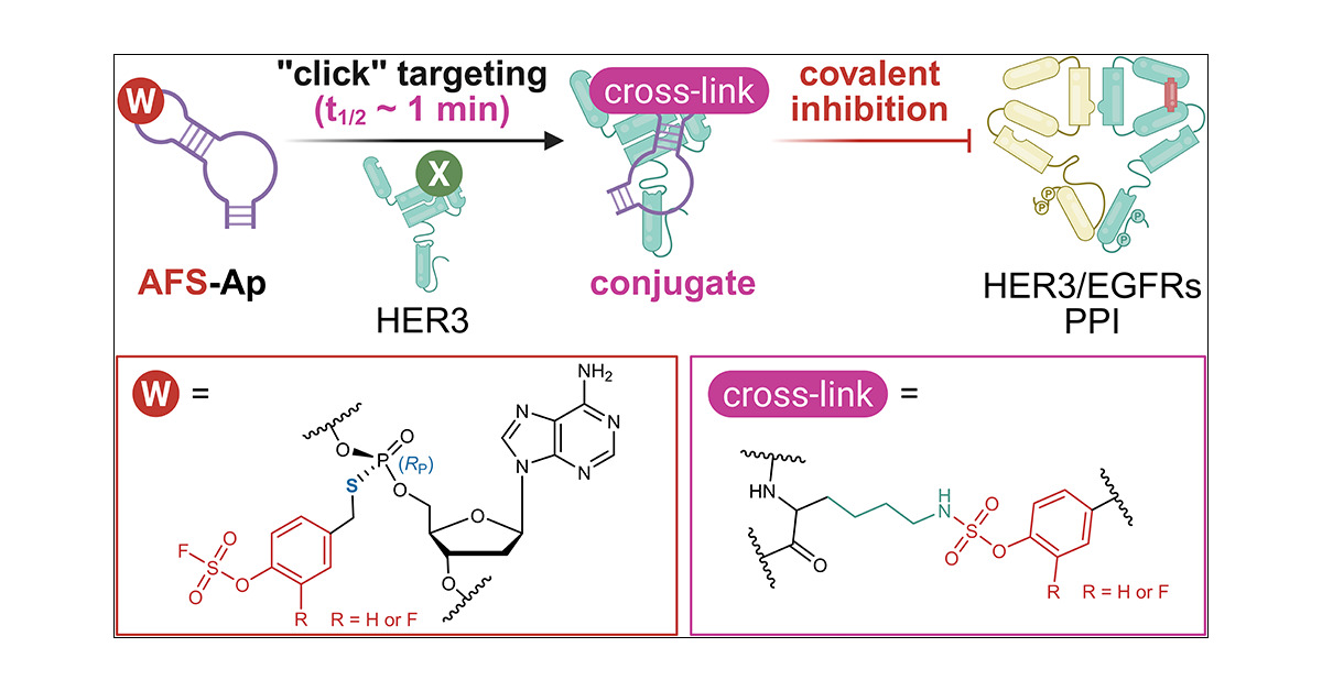 J_A_C_S's tweet card. Sulfur fluoride exchange (SuFEx) is a versatile click chemistry platform with emerging applications in covalent inhibitor development, among which arylfluorosulfate (AFS) derivatives have shown great...