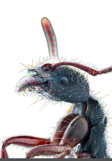 TheSkillnode's tweet card. Ever watched ants walk in a perfect line and wondered how they never get lost? They don’t use maps or GPS but they still find food and their way home! In this