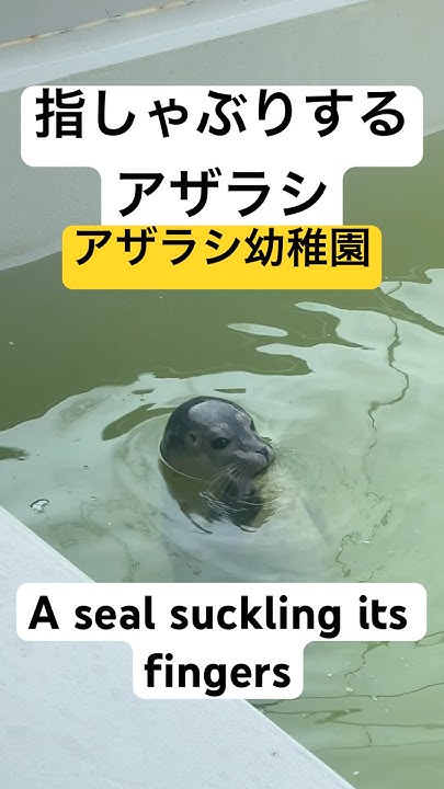 Seallover_Emily's tweet card. 指しゃぶりするアザラシA seal suckles its fingers #アザラシ #アザラシ幼稚園 #seal #animals...