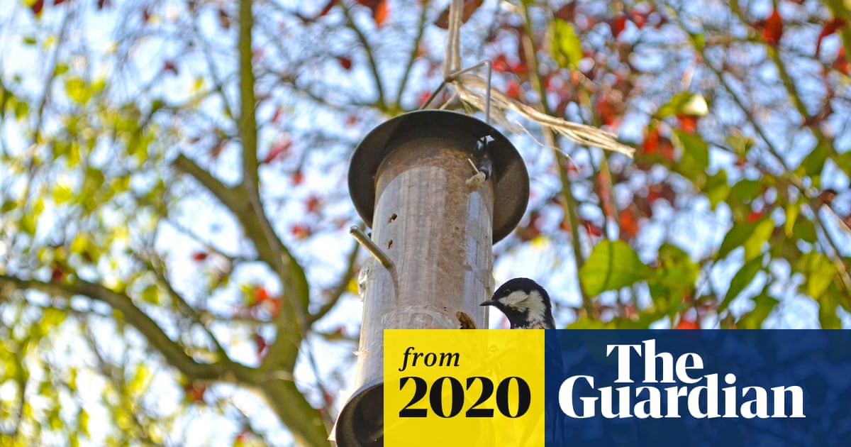 PMLaPoint's tweet card. The presenter’s daily Self-Isolating Bird Club draws on wildlife footage caught by enthusiasts on mobile phones in their gardens. Packham calls it ‘Dad’s Army makes TV’