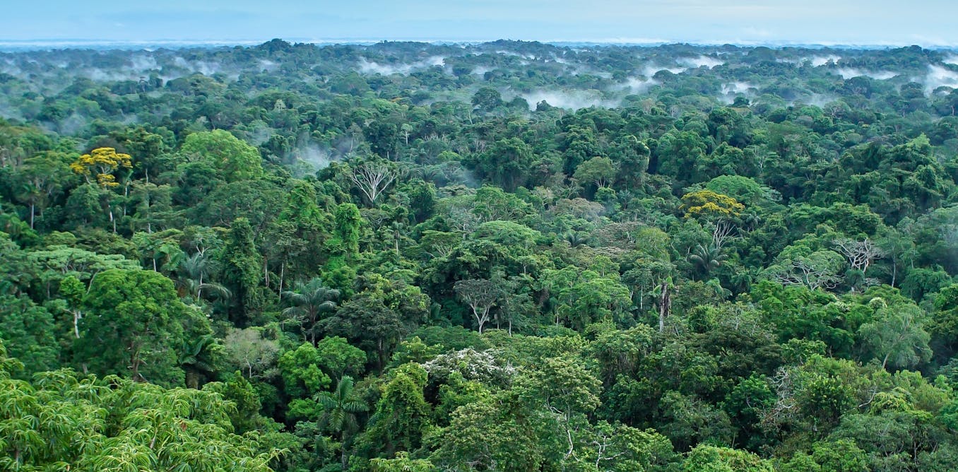 rescodedios's tweet card. En la cumbre del clima de este año está previsto el lanzamiento del TFFF, un fondo de inversión que pagará a los países por preservar sus bosques y compensará a las comunidades indígenas por su labor.