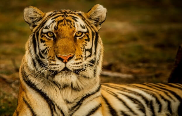 gleefulblogger's tweet card. This post is about a fun and educational quiz on tigers with answers and a special quiz on International Tiger Day for enthusiasts!