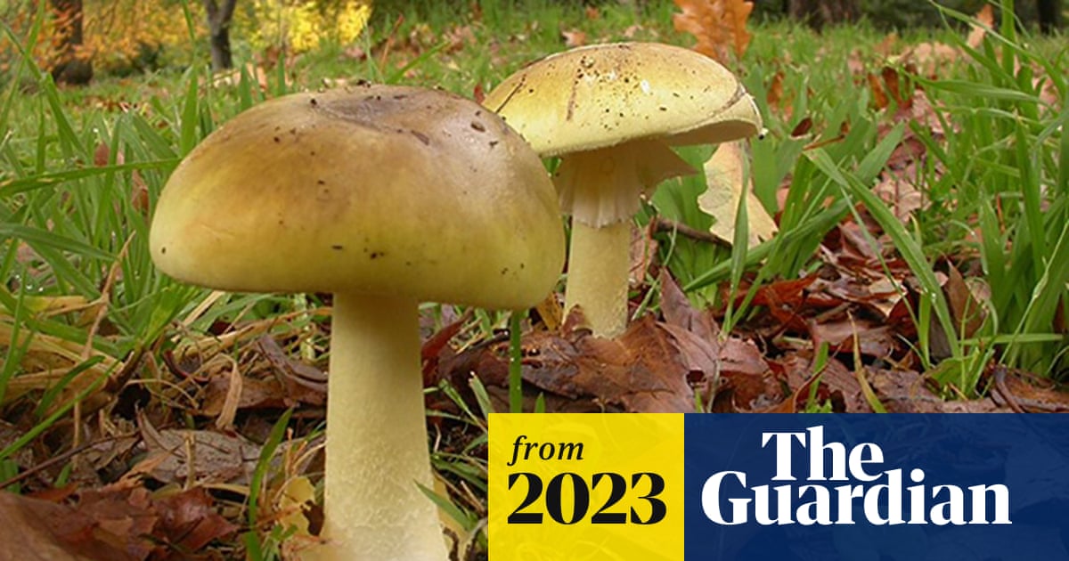 irishshiitake's tweet card. Chinese and Australian researchers have identified that a dye used in medical imaging can block the toxic effects