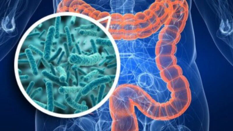 vibramanabi's tweet card.  La microbiota intestinal es la comunidad de microorganismos vivos —principalmente bacterias, virus, hongos y arqueas— que reside en el tubo d...