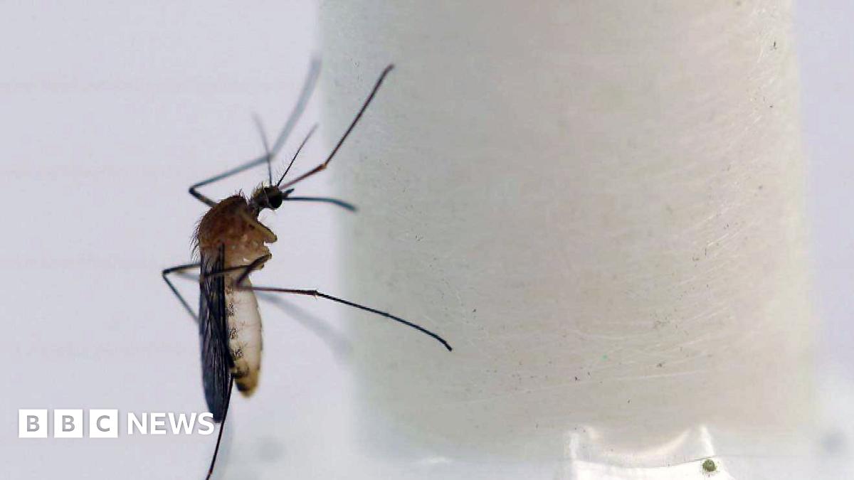 MosquitoScot's tweet card. One of the most common types of mosquito has been identified for the first time in locations across Scotland.