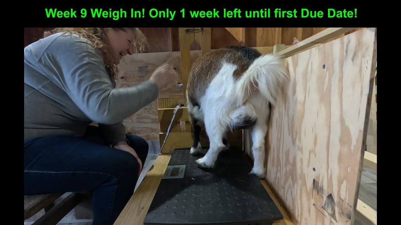 BreezyWillowFrm's tweet card. Goat momma weigh in! Week 9