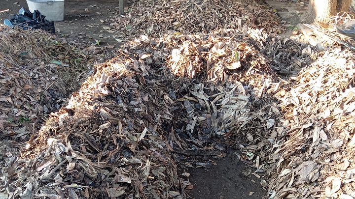 auregold79's tweet card. Hola me llamo Aurelio desde que tengo memoria he visto como … Aurelio Vicente Carrillo necesita tu apoyo para Proyecto de compostaje en zona rural