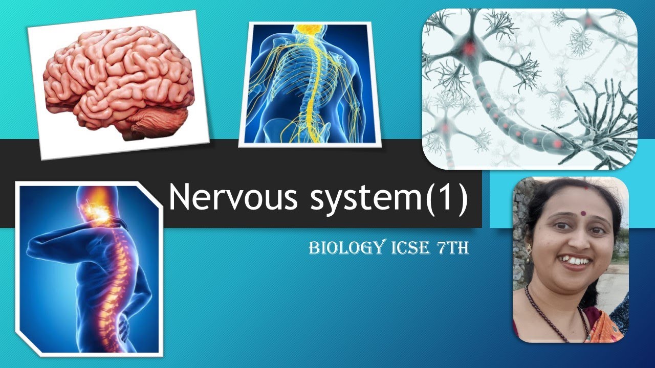 Banerjee24C's tweet card. Nervous System I Grade 7th I ICSE I Part 1I Biology I Chinmoyee's...