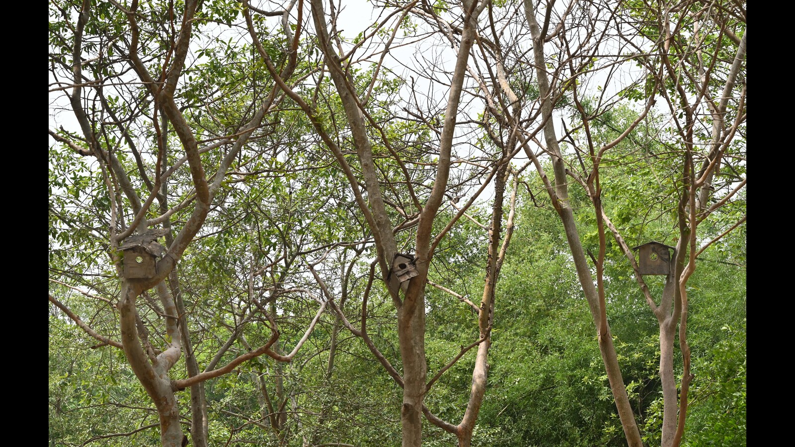 rashmi89singh's tweet card. The Supreme Court is scheduled to hear the petition against the validity of the Forest (Conservation) Amendment Act 2023 once the courts reopen after summer vacation