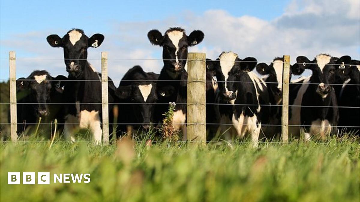 TechTipsToday's tweet card. How do you make a cow happy? Using technology to track its every move, as the BBC's Fiona Graham finds out.