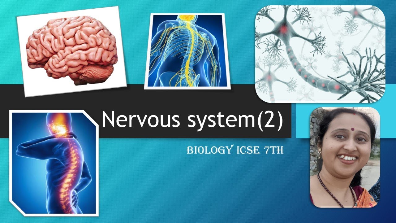 Banerjee24C's tweet card. Nervous System I Grade 7th I ICSE I Biology I Part 2 I Chinmoyee's...