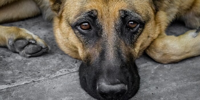 monkey_moo18's tweet card. In order to keep the larger community safe, this man clearly needs intensive psychiatric help to address his 10+ year history of violence. (62229 signatures on petition)