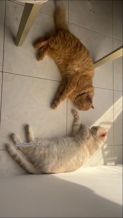 AmsaGuide's tweet card. Funny Cats 🐈 #viral #shorts #cats