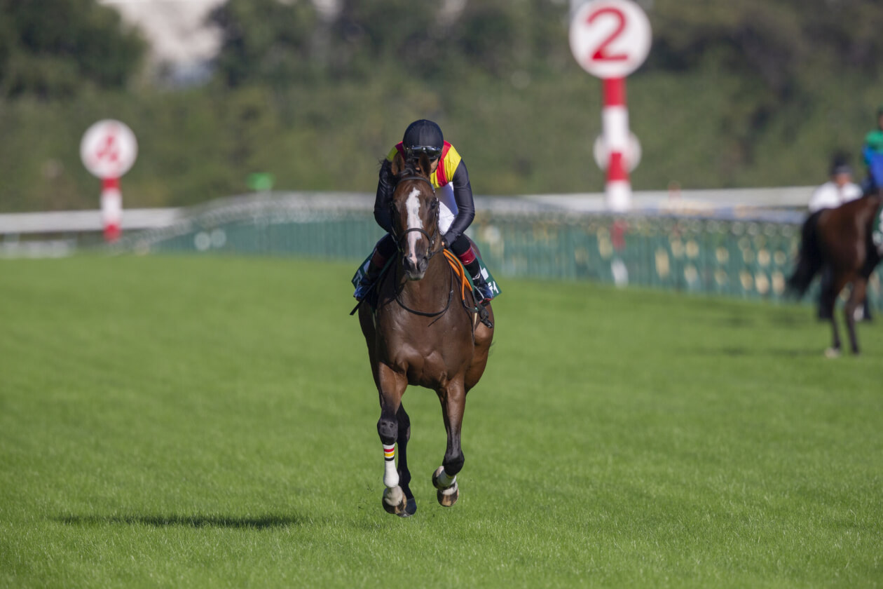 jamielyeen's tweet card. 本記事は、2025年11月30日（日）に東京競馬場で行われる『ジャパンカップ（G1）芝2400m（定量）』の1週前追い切り評価記事です。 出走登録は19頭。追い切り動画で確認できた17頭の追い切り評価となります。 以下の2頭については、追い