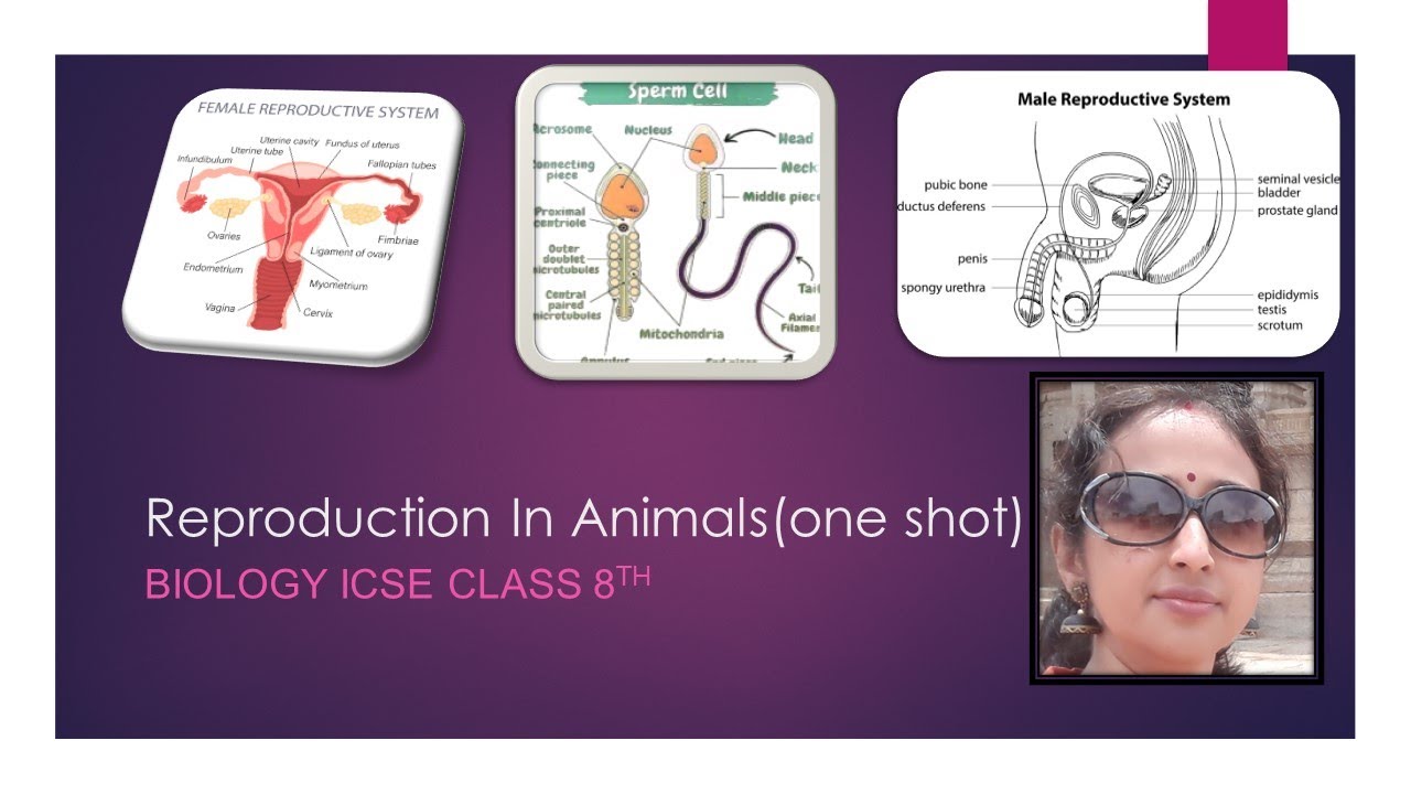 Banerjee24C's tweet card. Reproduction In Humans I ICSE I 8th Biology I One Shot I Male and...