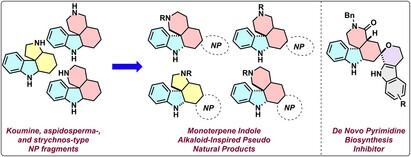 HelvChimActa's tweet card. Chemical evolution of alkaloids inspired the synthesis of a monoterpene alkaloid-inspired pseudo-natural product compound collection and revealed a novel de novo pyrimidine biosynthesis inhibitor...