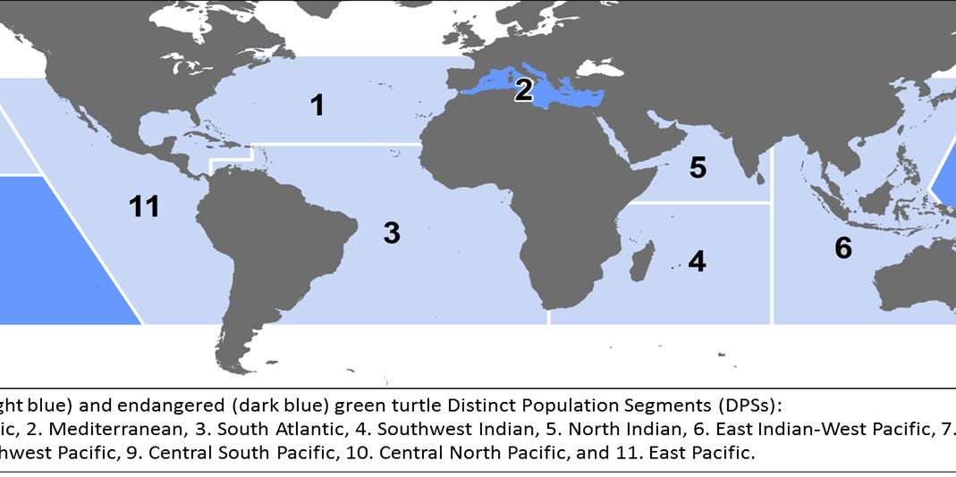 turtlenews's tweet card. Federal officials have reclassified green sea turtles as threatened, citing successful conservation efforts