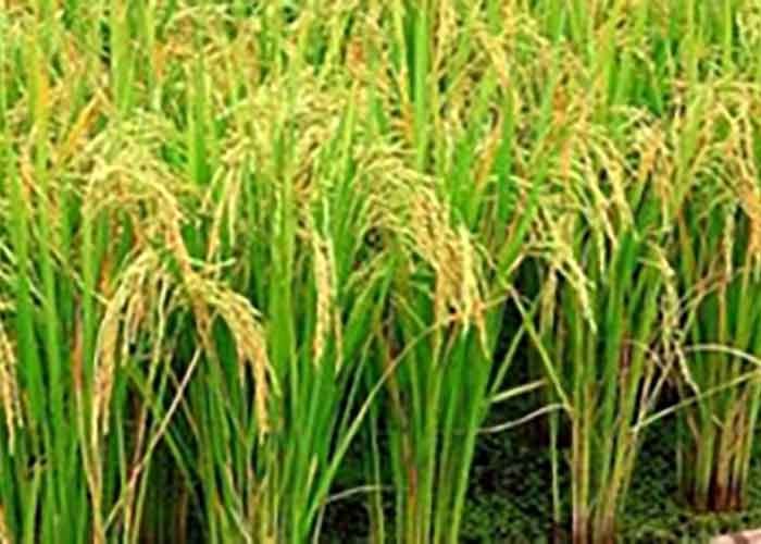 yespunjab's tweet card. 7.3M tonnes of paddy straw can be converted into biogas & bioethanol, saving Rs 1,600 crore in energy imports and cutting pollution.