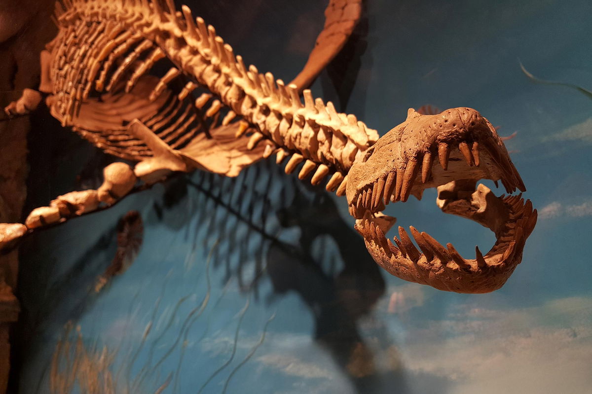 andro4all's tweet card. Creíamos que el tiburón blanco o la orca marcaban el tope biológico del océano, pero la prehistoria nos acaba de demostrar que estamos muy equivocados. Hace 130