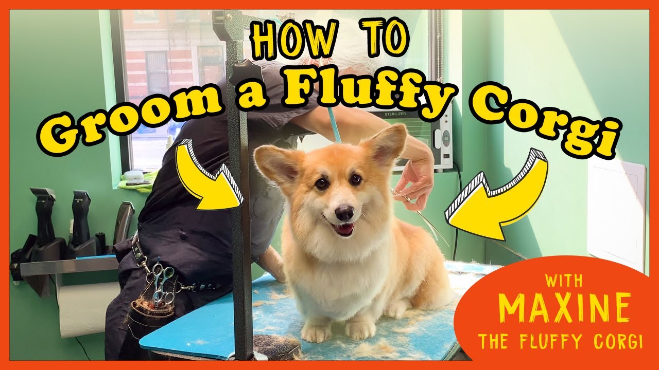 xiaomengli678's tweet card. How to Groom the FLUFFIEST CORGI on Instagram