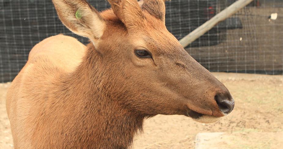 MessengerIndex's tweet card. A human-habituated bull elk from the Sweet, Idaho area has found a “forever” home in Texas.