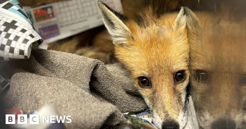 Tweet card summary image