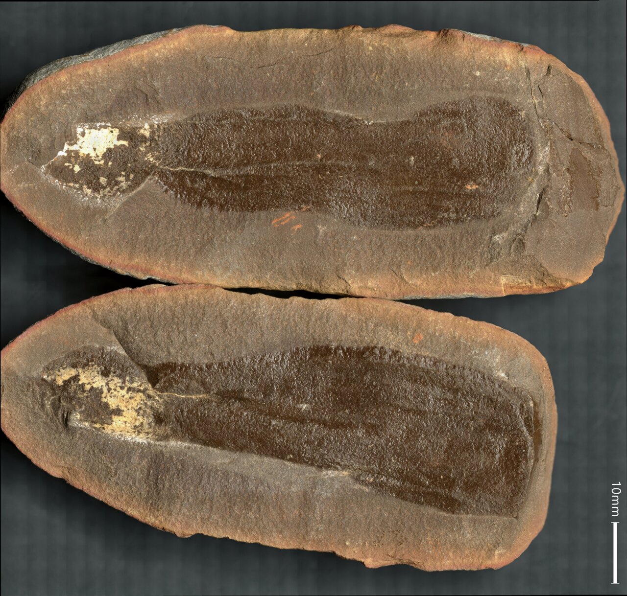 physorg_com's tweet card. More than 300 million years ago, during the Carboniferous Period, much of northern Illinois outside Chicago—including what is now the Mazon Creekfossil site—was alive with ancient creatures thriving...