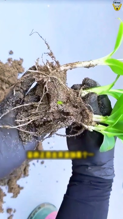 Jitendrakphc's tweet card. ⭐ "पौधे संभाल नहीं पाते? ये 3 पौधे इतने आसान हैं कि बच्चा भी उगा ले!"...