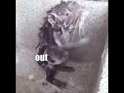 TheconquerorSam's tweet card. Animals Being Derps pt. 5