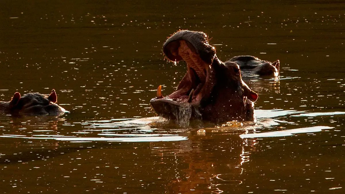 elcolombiano's tweet card. Hipopótamos sin control, ciervos asiáticos escurridizos, un pez nefasto y ahora una anaconda gigante son las consecuencias del tráfico y las decisiones irresponsables que pueden perjudicar a toda una...