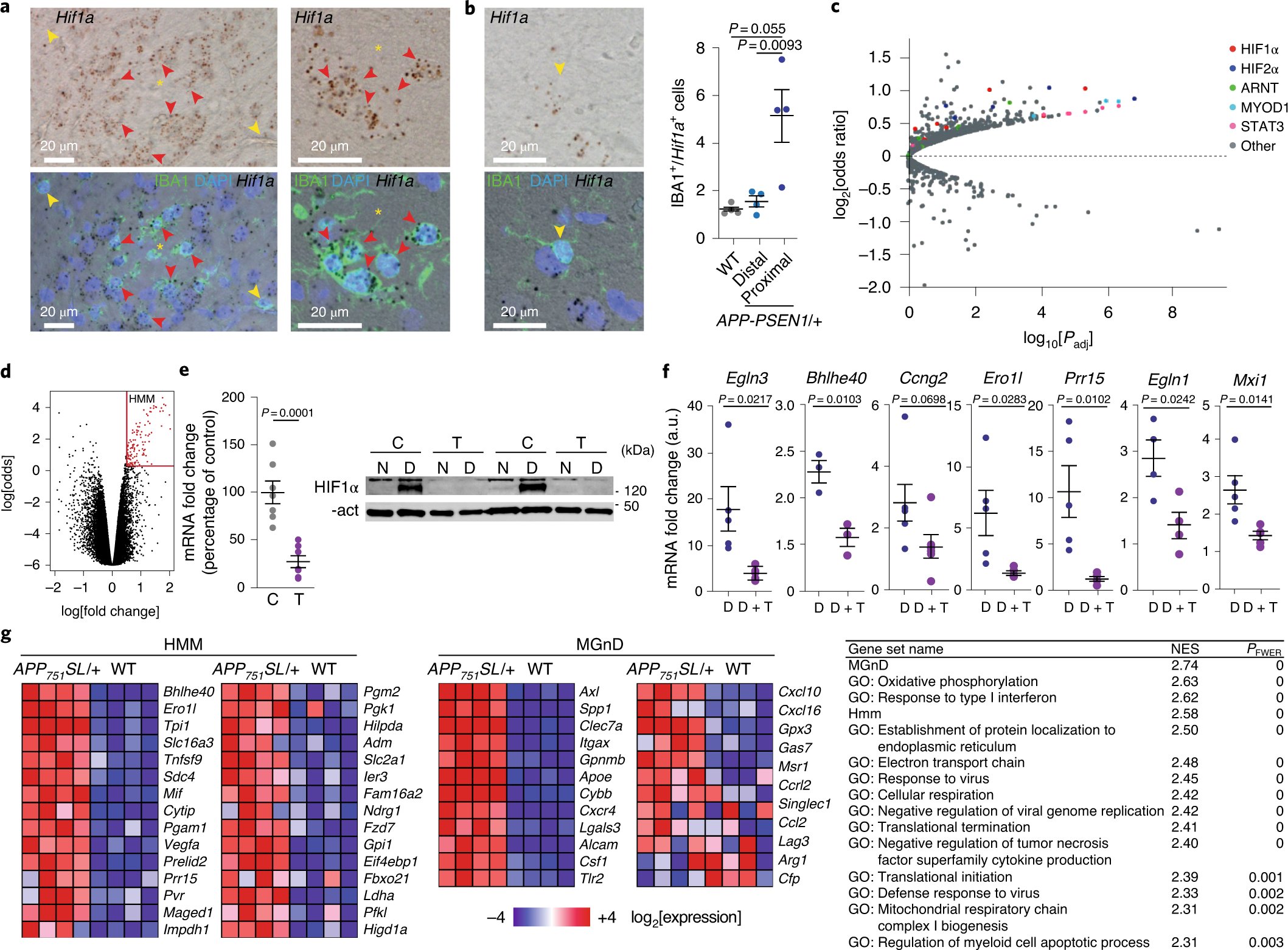 VasadL's tweet card. Nature Aging - Microglia can help clear amyloid β plaques in the Alzheimer’s disease brain but may also become dysfunctional and can contribute to disease progression. March-Diaz et al....
