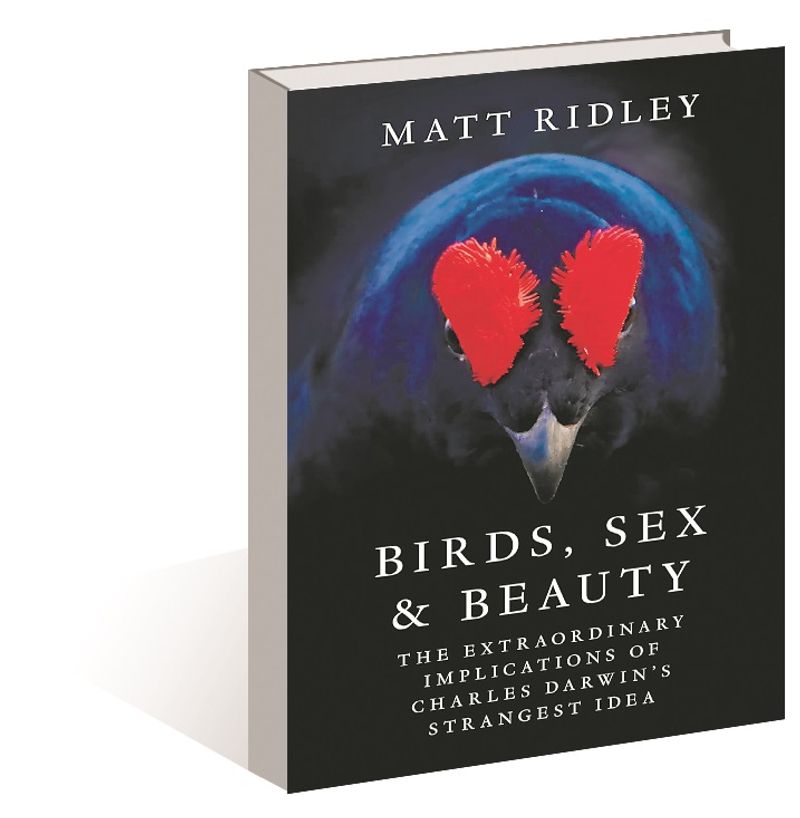 HarperCollinsIN's tweet card. The books offers a captivating journey into the world of avian courtship.