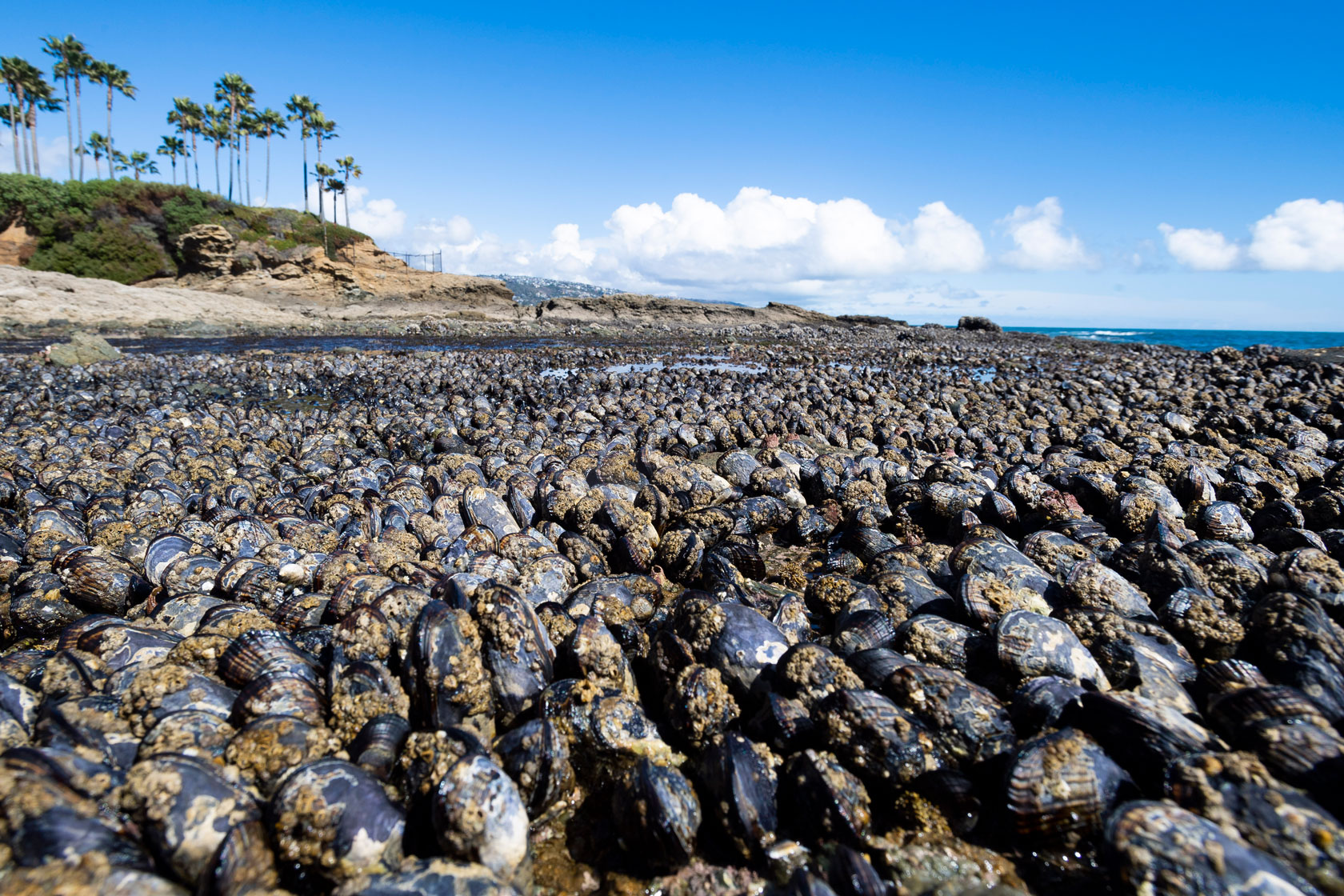 savingoceans's tweet card. The Biden administration should deliver an ocean conservation framework that includes new metrics for success.