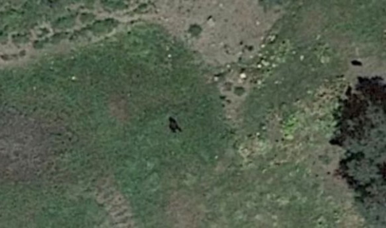 area51org's tweet card. The image of an alleged Bigfoot found on Google's satellite mapping service has been dividing opinion this week.