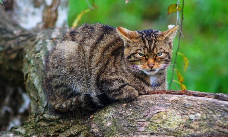 cryptoworld's tweet card. In a bid to rescue the Scottish wildcat from the brink of extinction, a team of conservationists has taken a remarkable step by releasing 19 young wildcats into