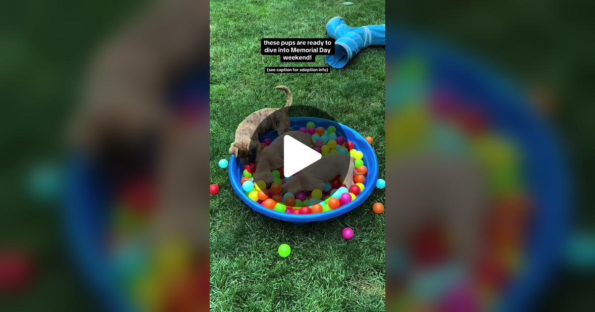 LabRescueLRCP's tweet card. Check out LabRescueLRCP’s video.