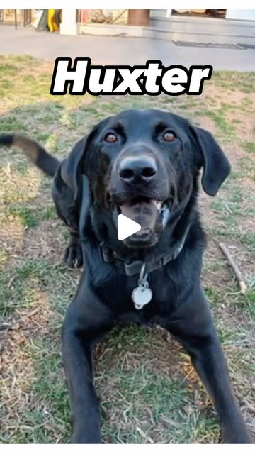 LabRescueLRCP's tweet card. Lab Rescue LRCP (@labrescuelrcp) • Instagram reel