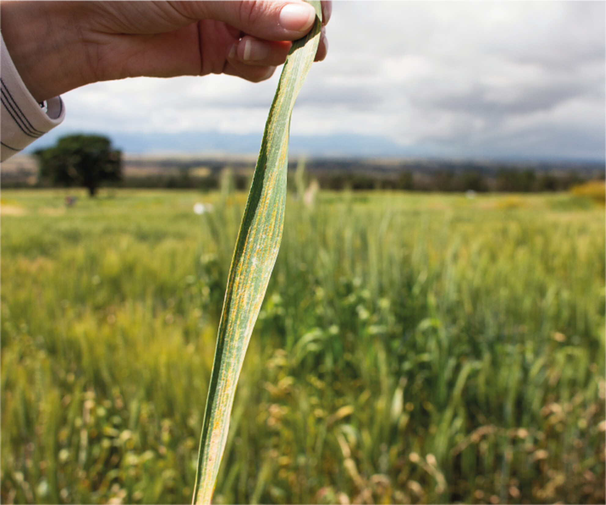 BSPPjournals's tweet card. Here we review several major historical triumphs made by plant pathologists and breeders to tackle fungal diseases predominantly of the top five food crops—rice, wheat, maize, soybean and potato.
