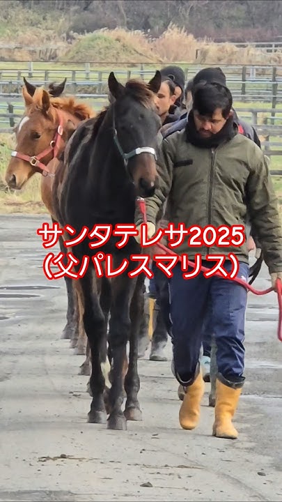 o5TxEZmF65aMIIp's tweet card. 今日の１頭① #感謝 #horse #高橋ファーム #horse #競馬好き #競馬 #馬好き #子馬 #ほのぼの #癒し #フルム...