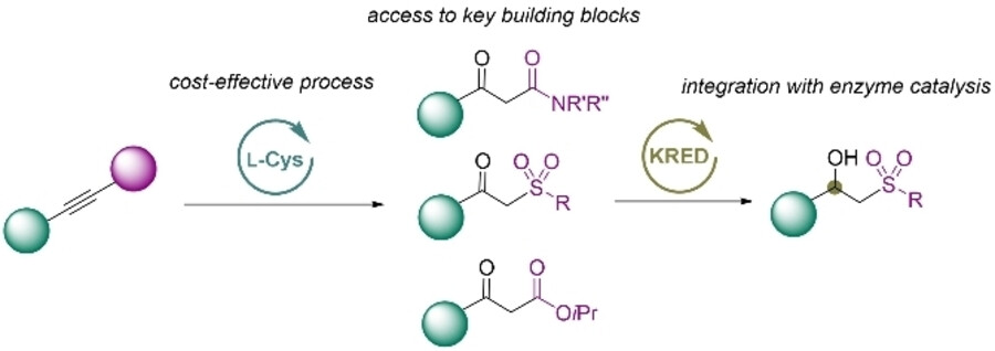 SGonzalezGranda's tweet card. Cysteine catalyses water addition to activated alkynes, yielding important building blocks in synthetic chemistry such as β-ketosulfones, β-ketoamides and β-ketoesters, providing an alternative to...