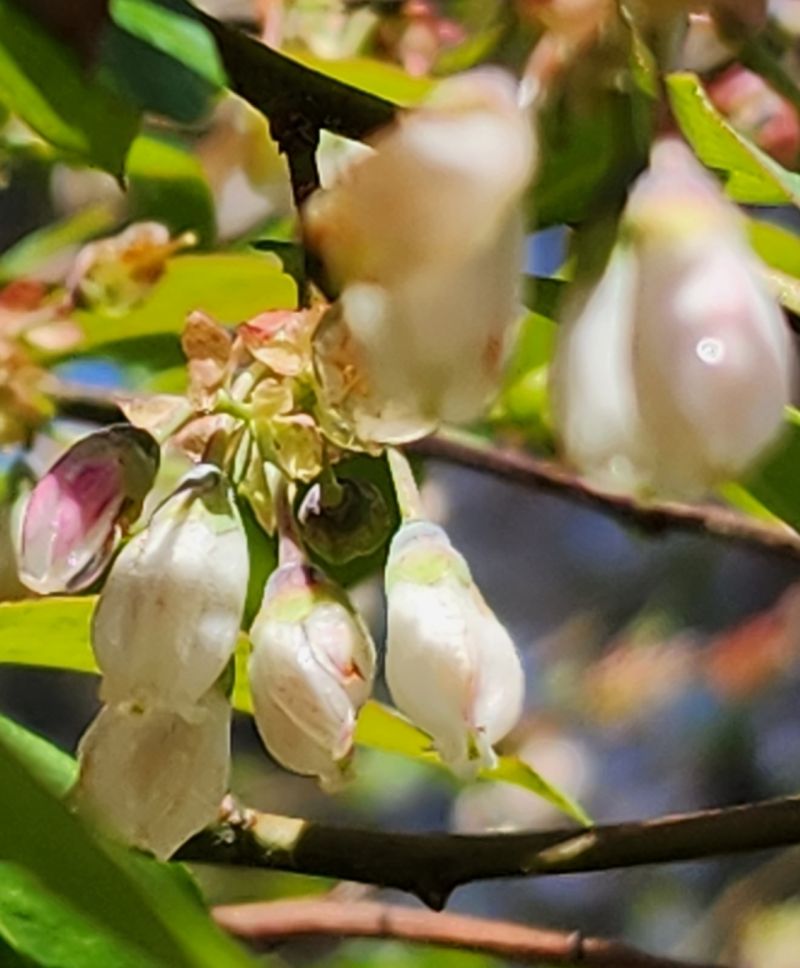 NavigateGwin's tweet card. Spring has Sprung at Lightway Recovery Wellness Center for Women and we are surrounded by beauty, inside and outside of our walls! It is a great time for those who are struggling to Spring into...