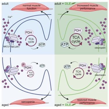 FeigeLab's tweet card. Gherardi et al. identify that aging and disability impair mitochondrial calcium uptake in skeletal muscle via MCUR1. Food-derived polyphenols increase the import of calcium in mitochondria by binding...