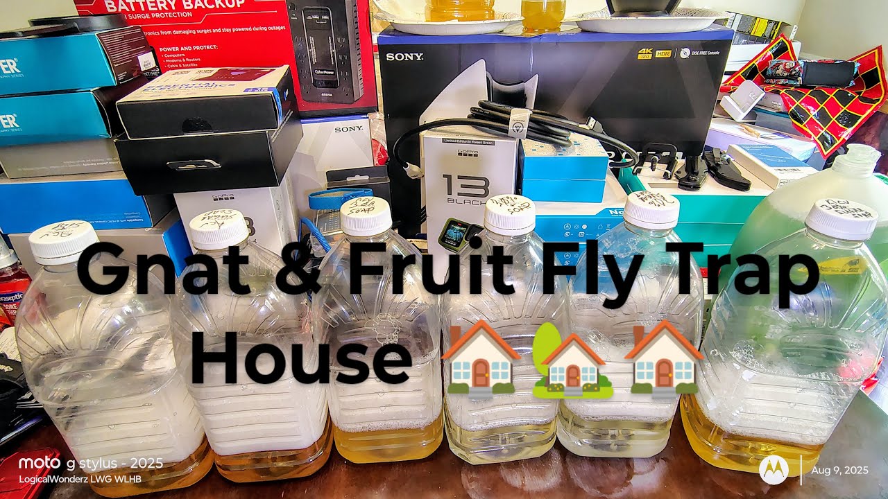 HERRERA_BONILLA's tweet card. How to make DIY Gnat Fruit Fly Traps Part Dos