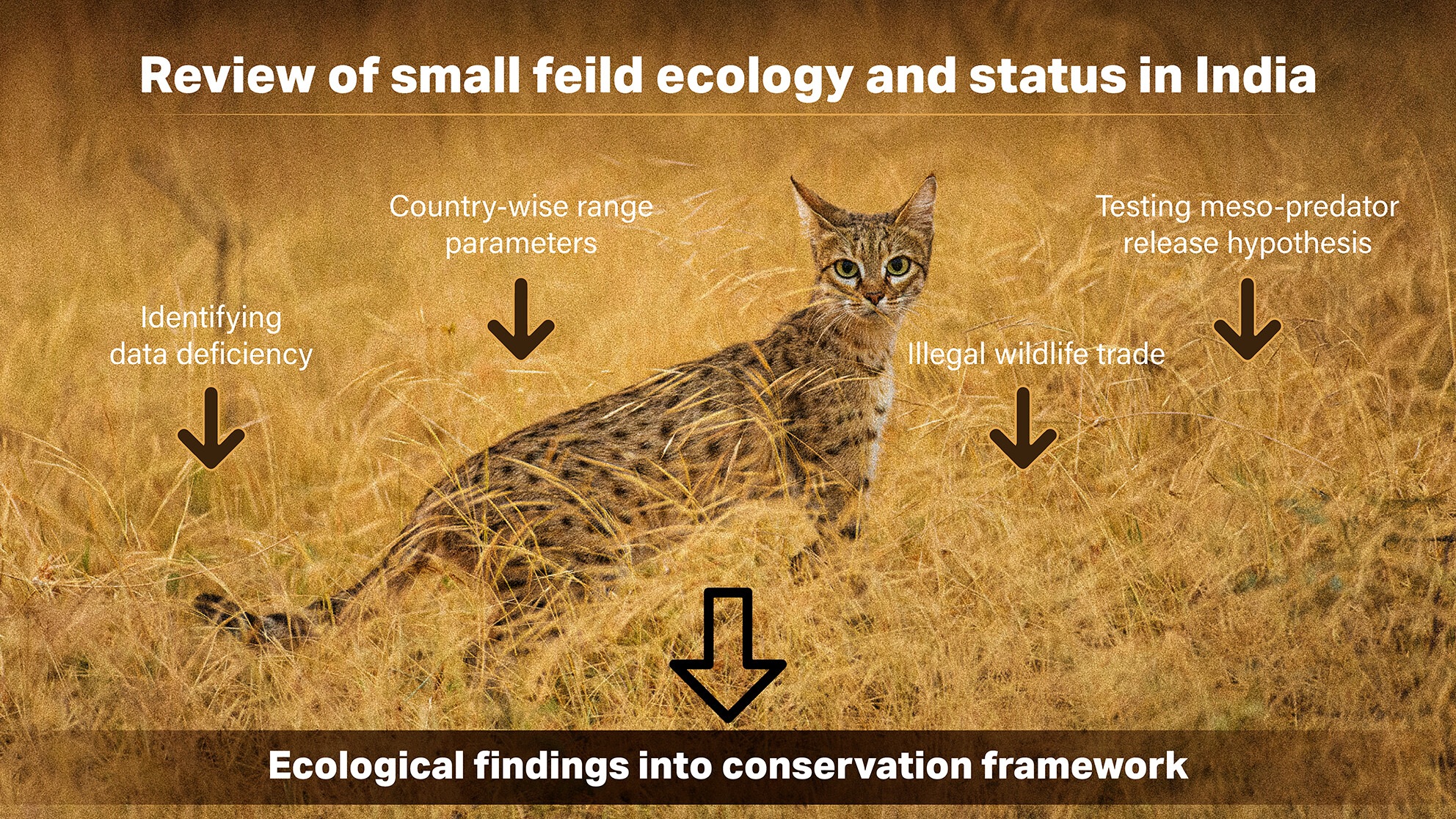 kathan6's tweet card. Review of small wild felid ecology and status in India.